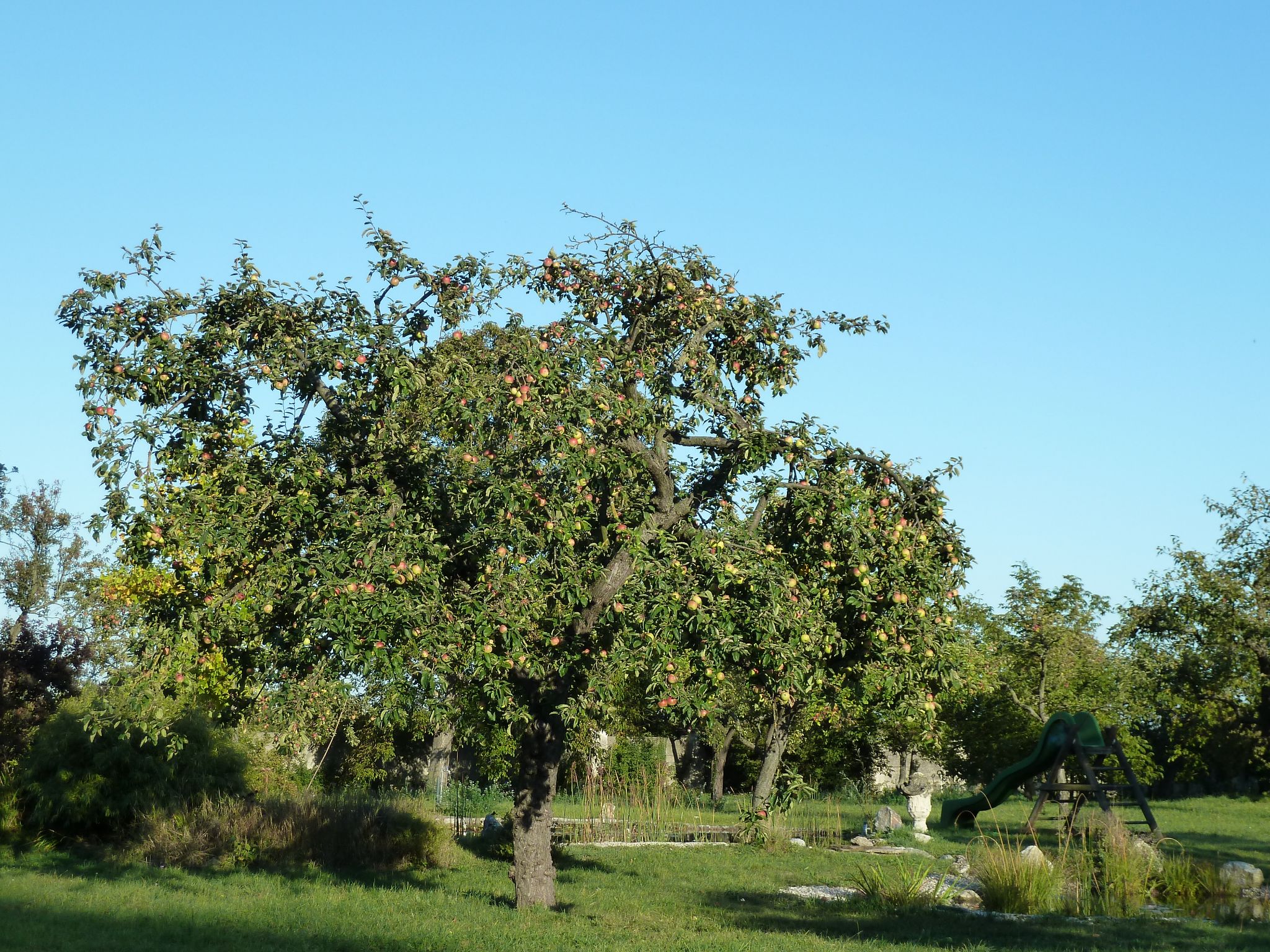 Baum_Schoepfungszeit1.jpg